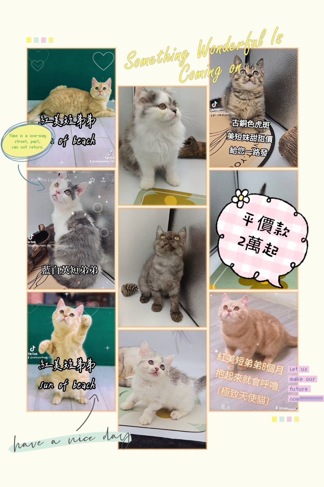 刻在你心底的貓／各品種貓