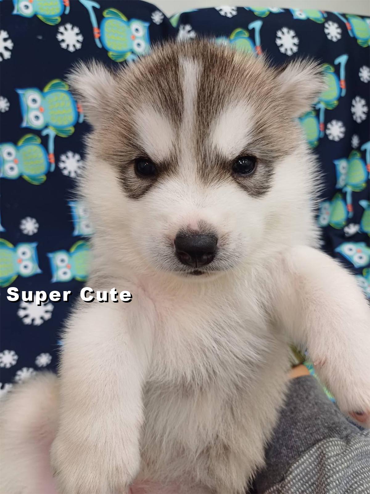 超可愛名犬社／哈士奇