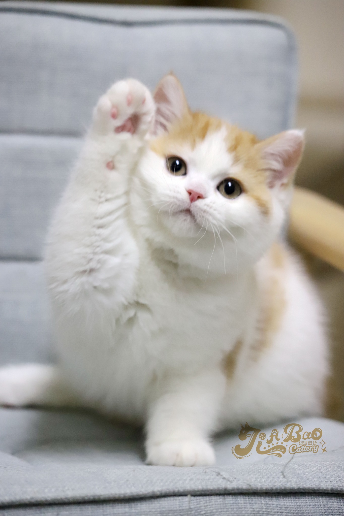 家寶寵物／橘加白英國短毛貓