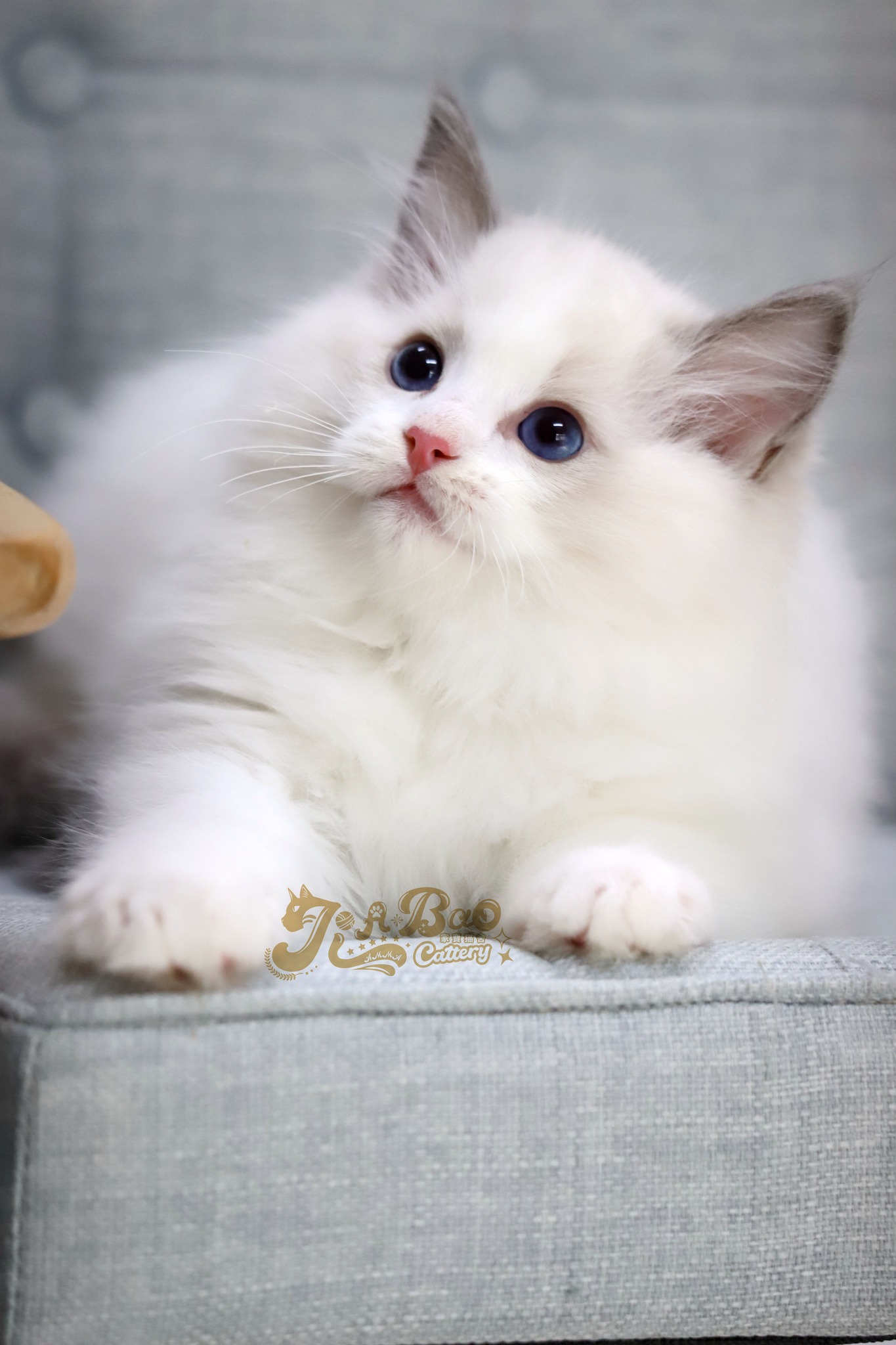 家寶寵物／藍雙色布偶貓