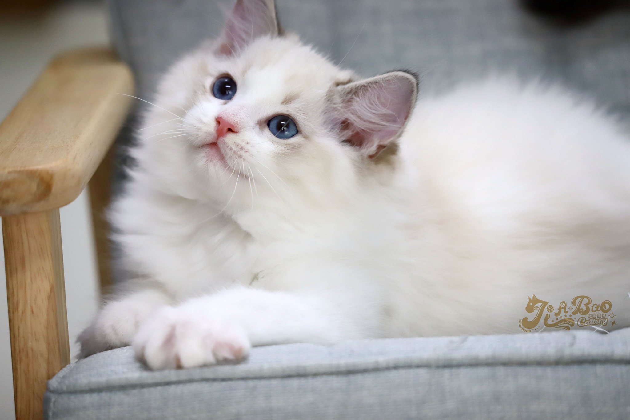 家寶寵物／海豹山貓雙色布偶貓