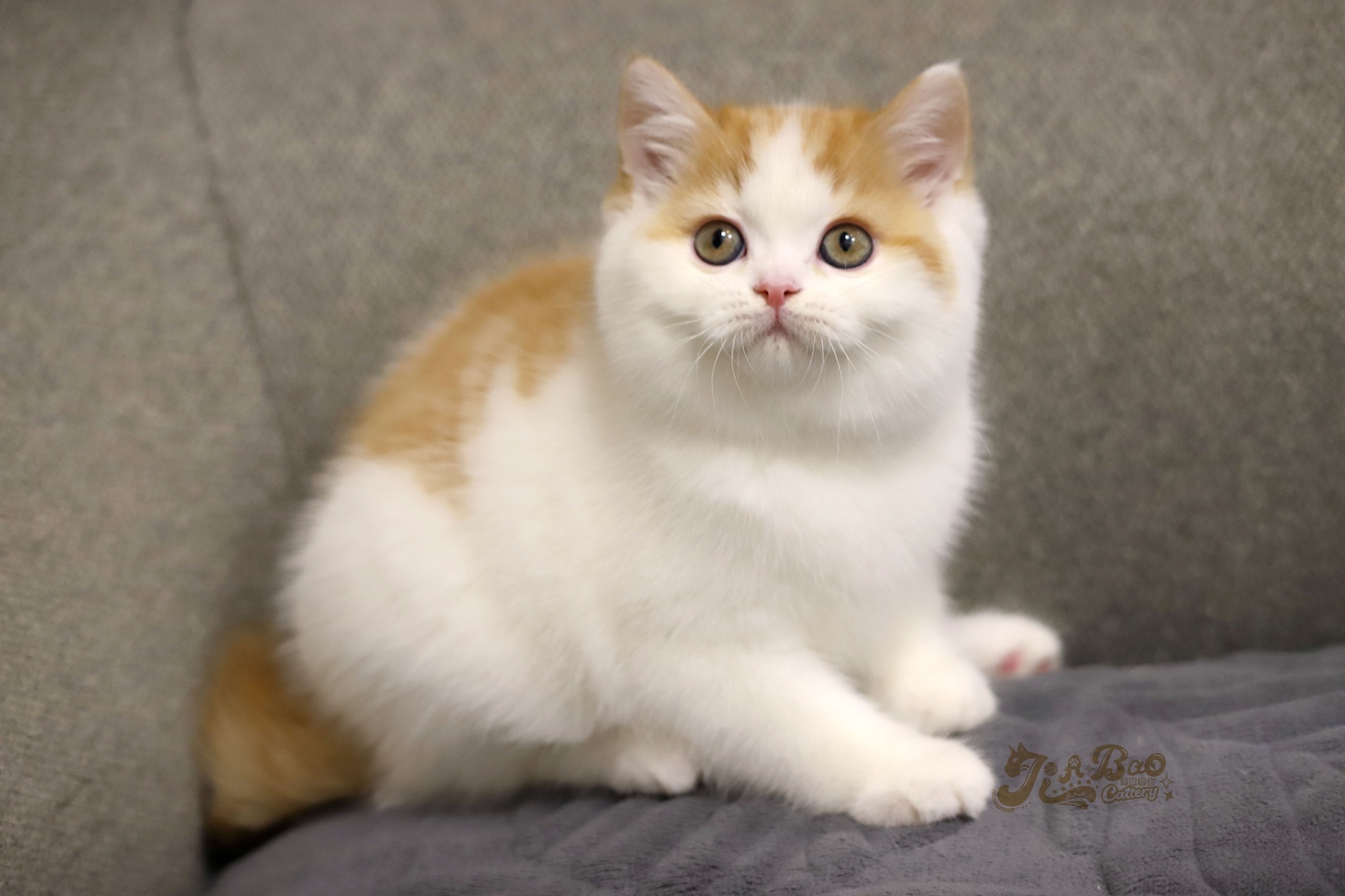 家寶寵物／橘加白英國短毛貓