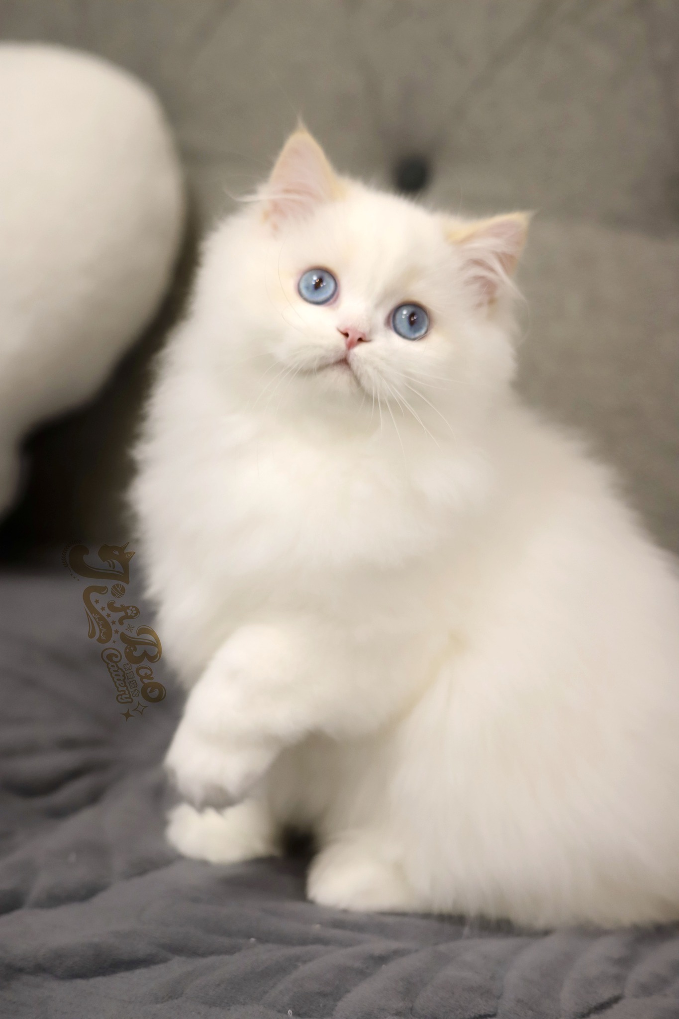 家寶寵物／奶雙色英國短毛貓