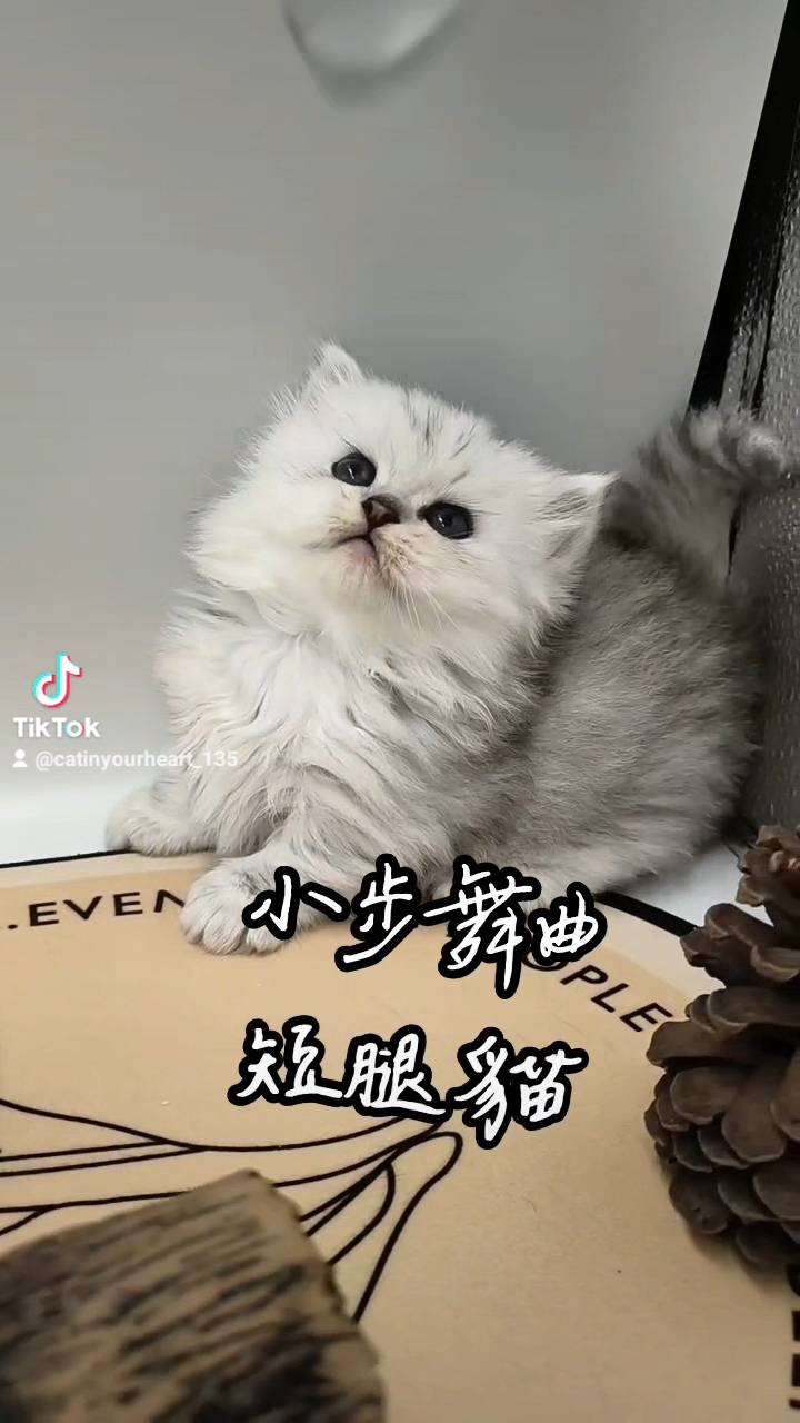 刻在你心底的貓／小步舞曲