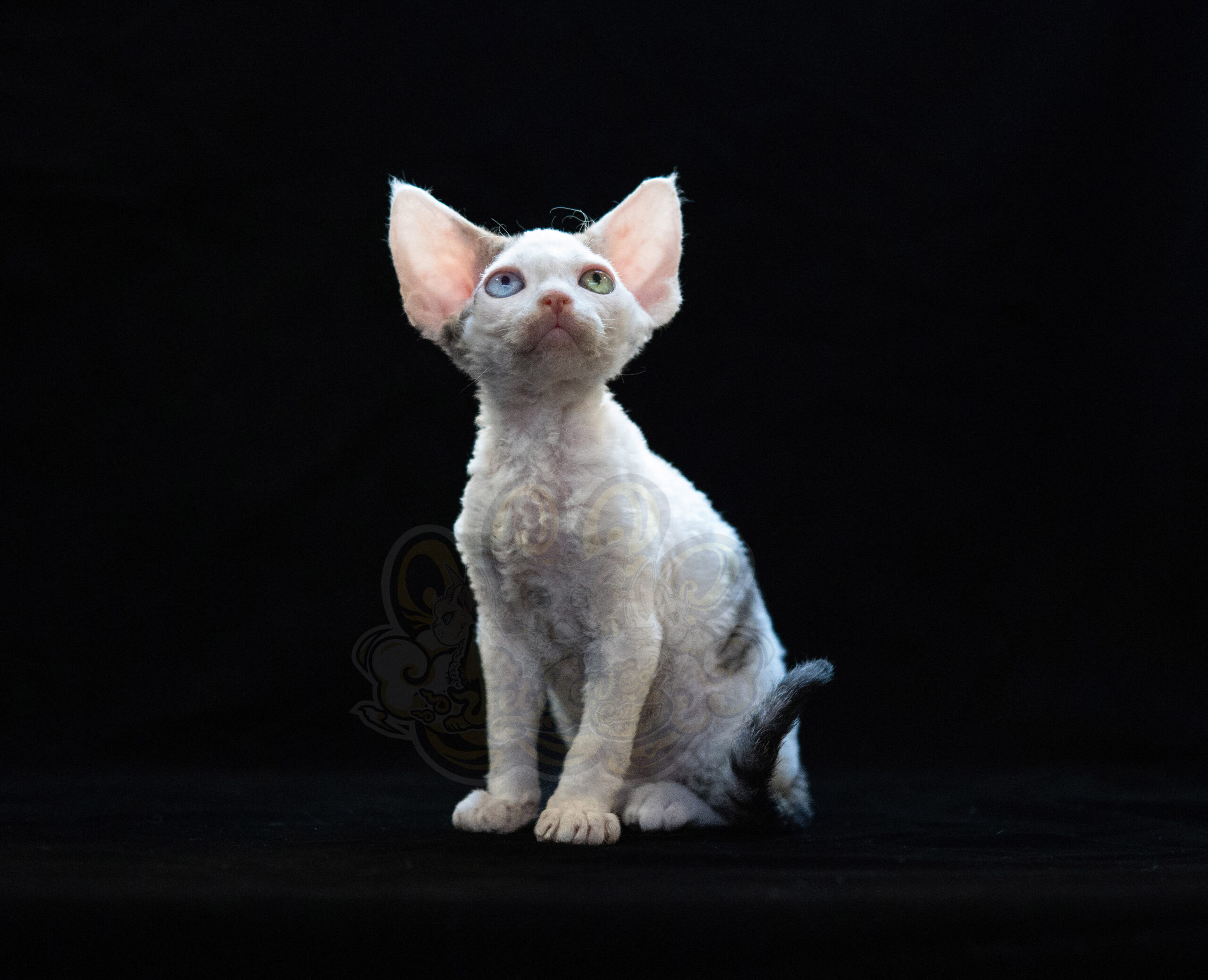 寵愛貓舍／異瞳黑白梵色德文捲毛貓