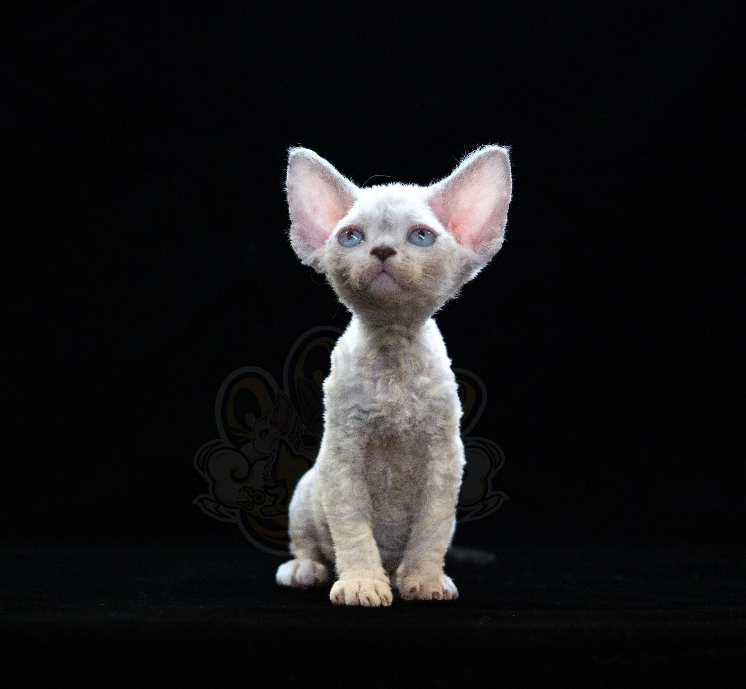 寵愛貓舍／淡化重點色德文捲毛貓