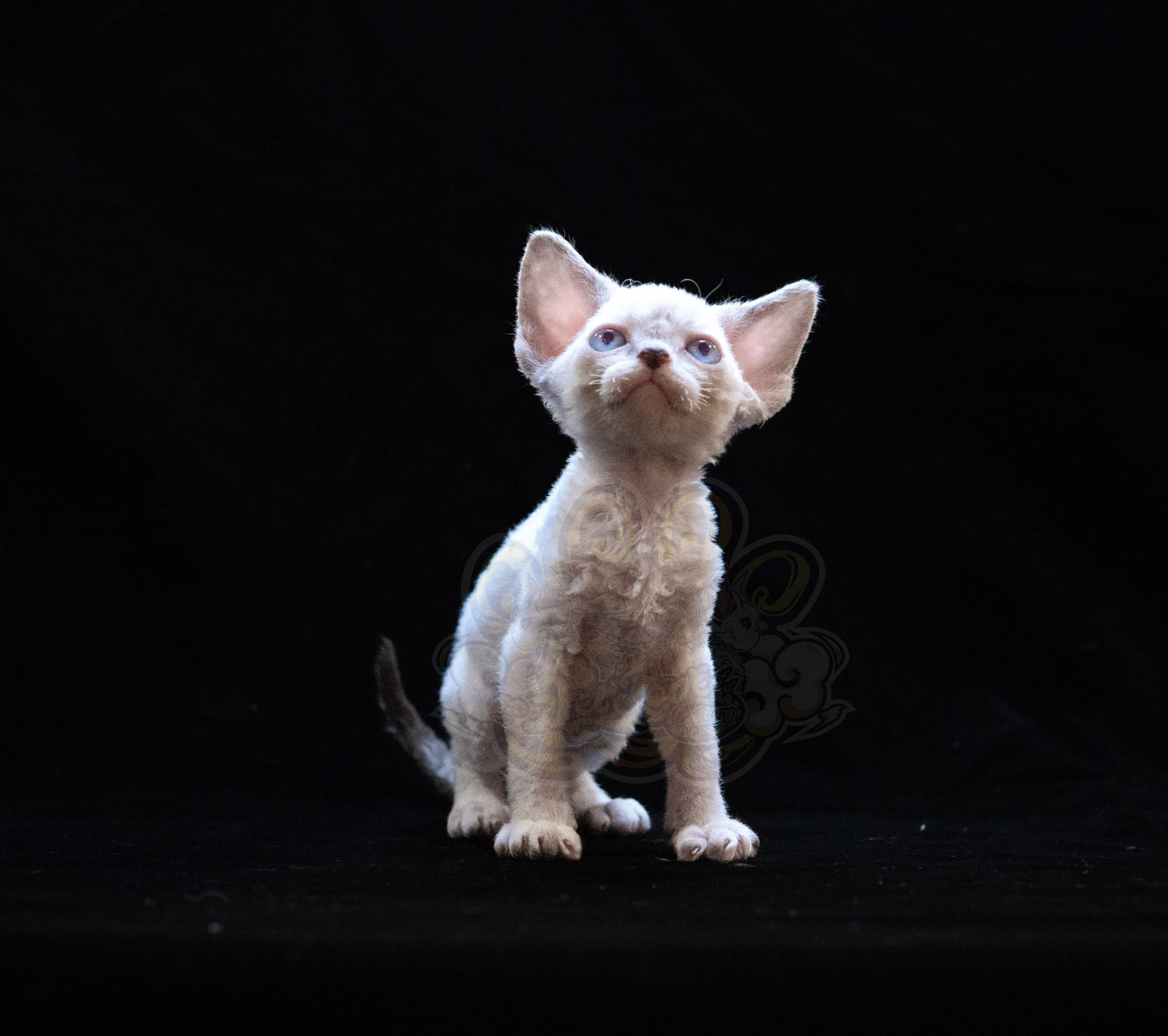 寵愛貓舍／淡化重點色德文捲毛貓