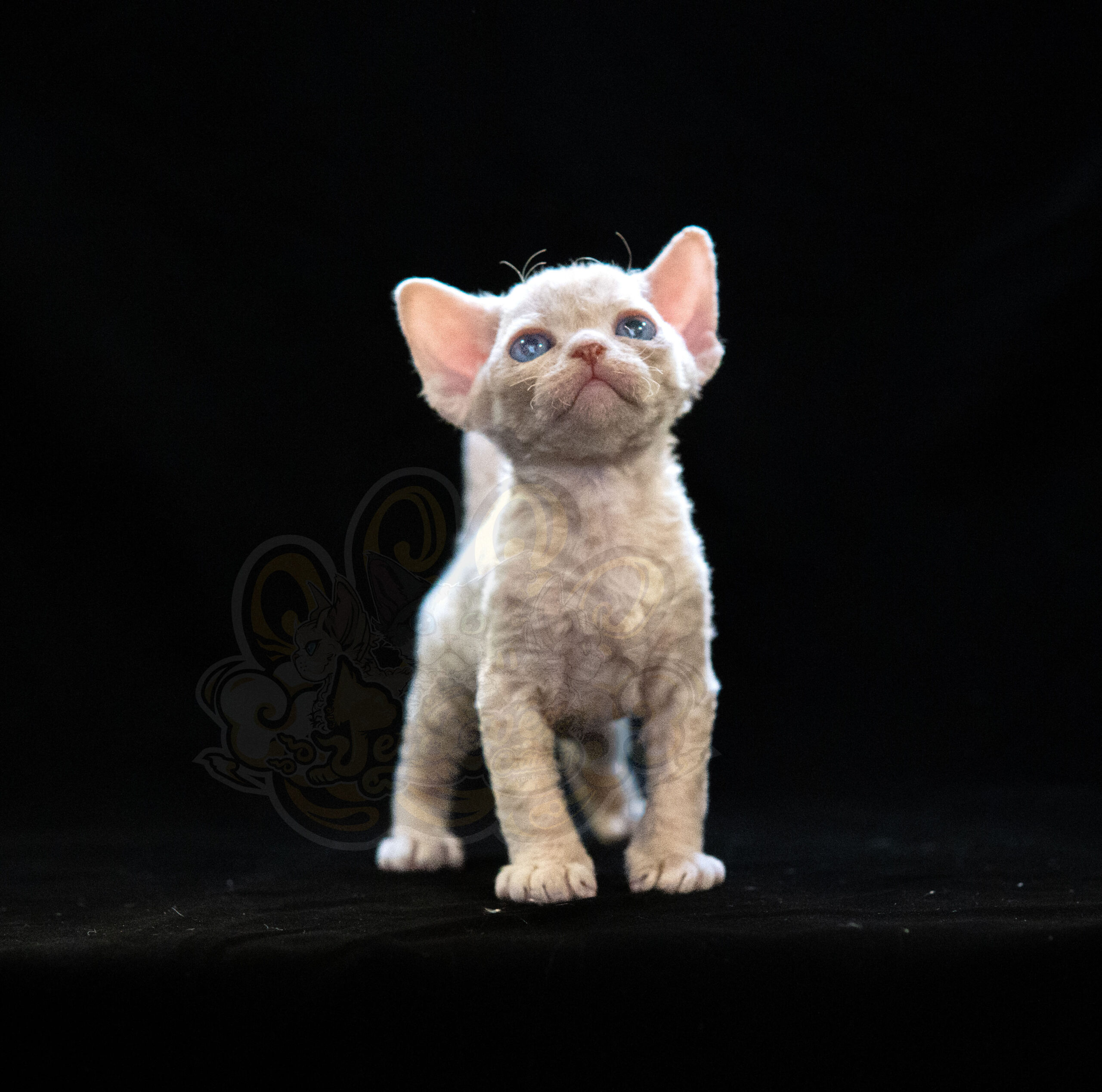 寵愛貓舍／奶油色德文捲毛貓