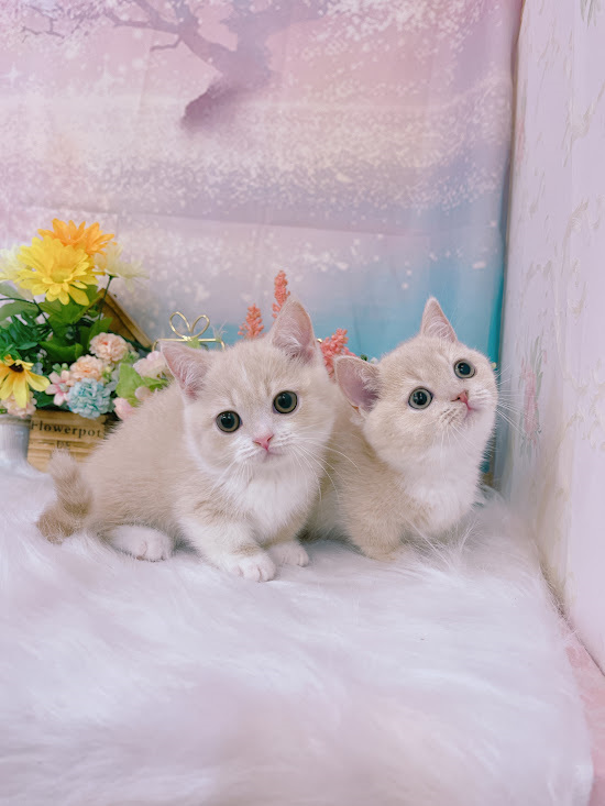 星光貓舍／奶白曼赤肯