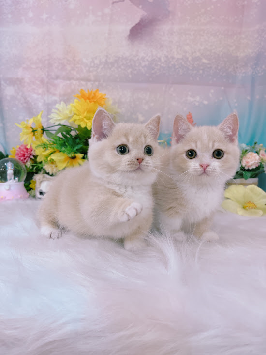 星光貓舍／奶白曼赤肯