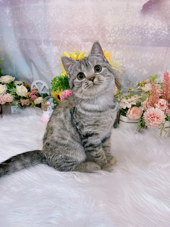 星光貓舍／奶白曼赤肯