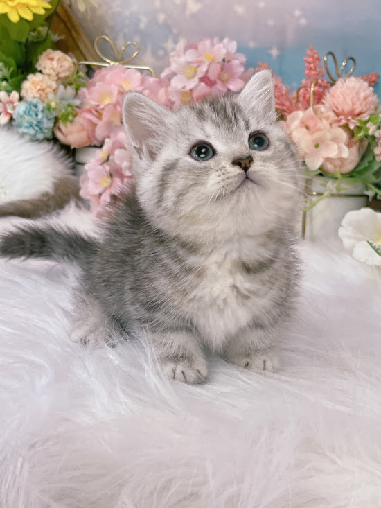 星光貓舍／銀白螺旋紋曼赤肯