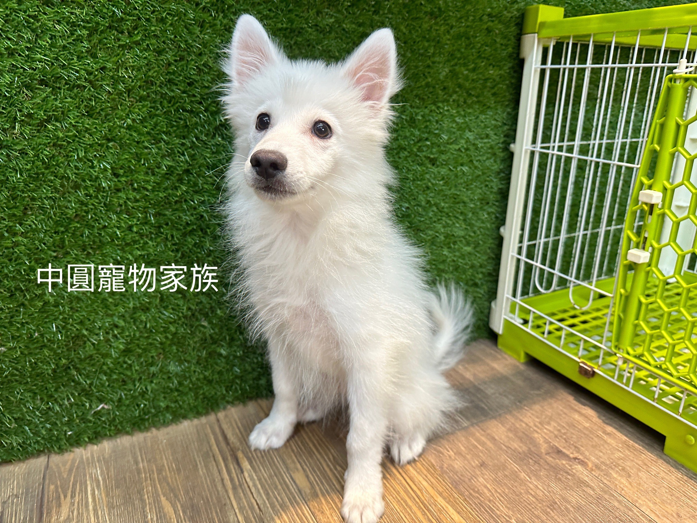 中圓寵物家族／白色狐狸犬