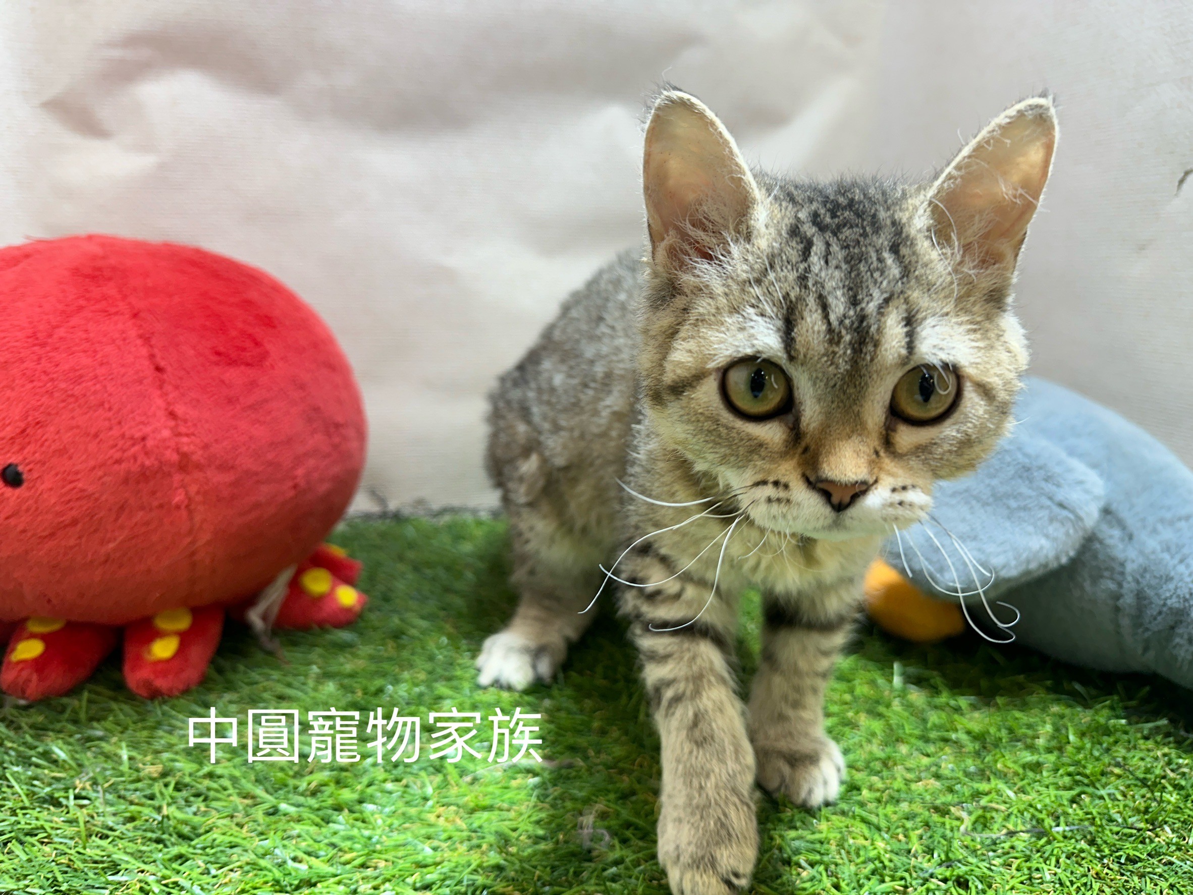 中圓寵物家族／虎斑賽爾凱克羊毛貓
