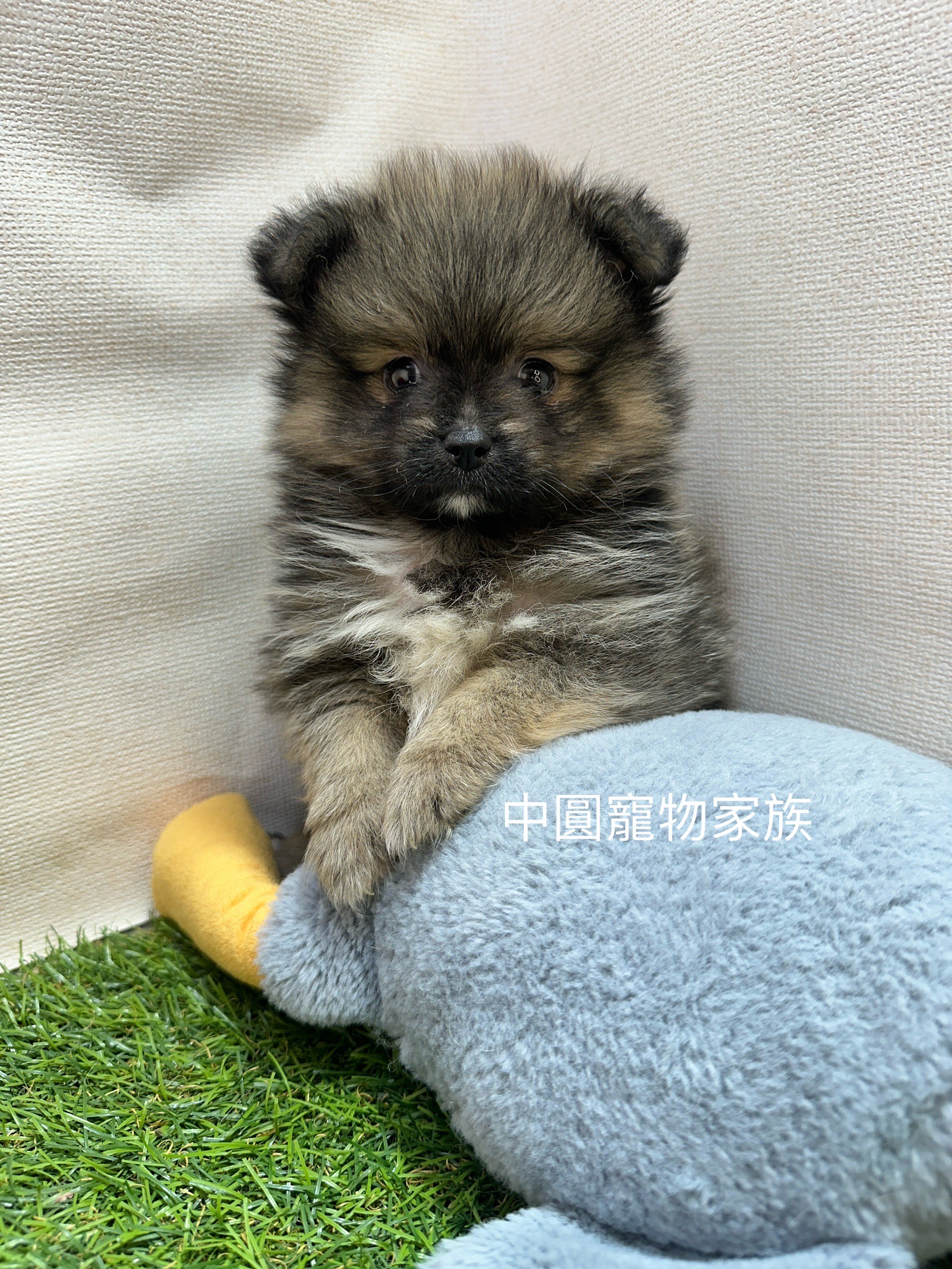 中圓寵物家族／紅棕色博美犬