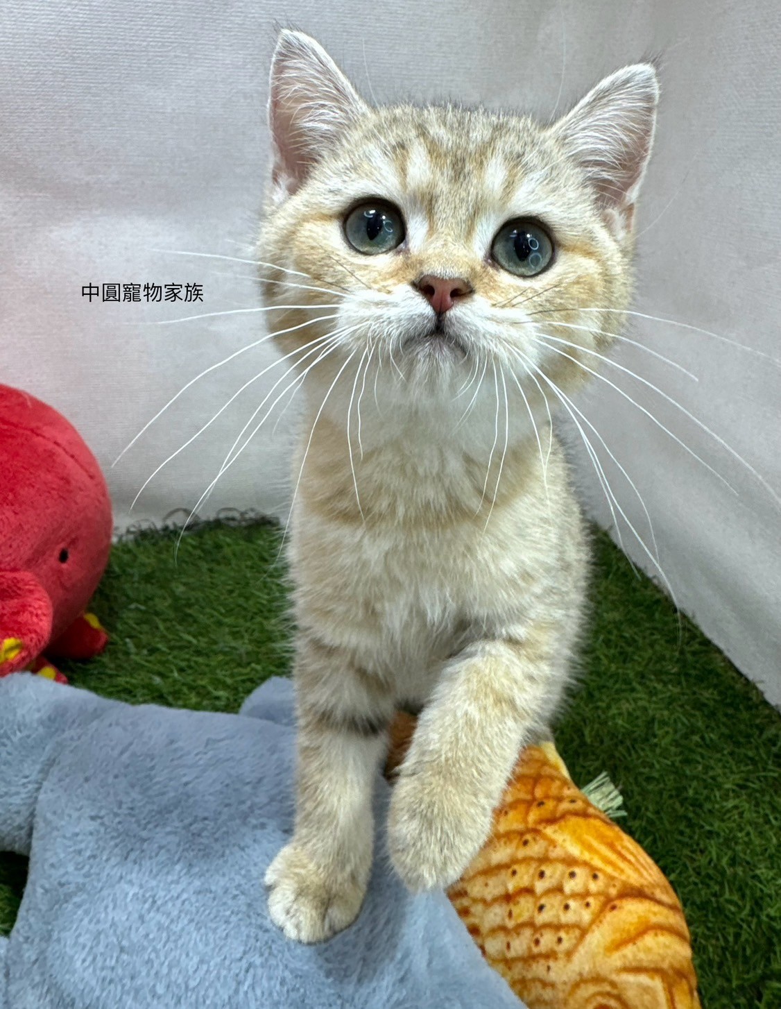 中圓寵物家族／金漸層英國短毛貓