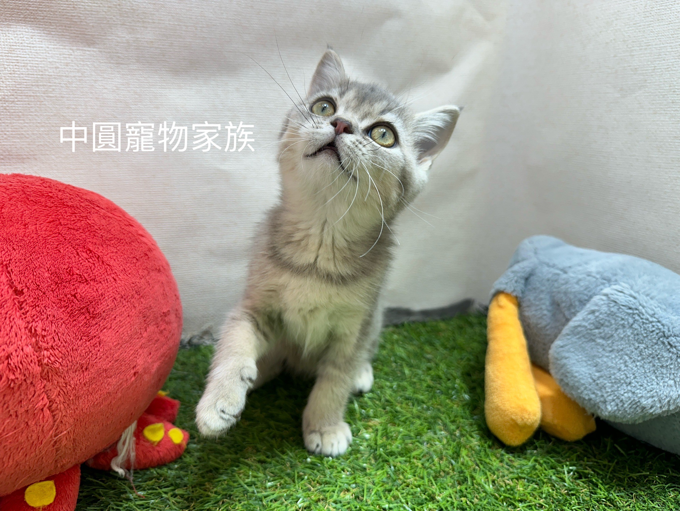 中圓寵物家族／藍奶漸層英國短毛貓