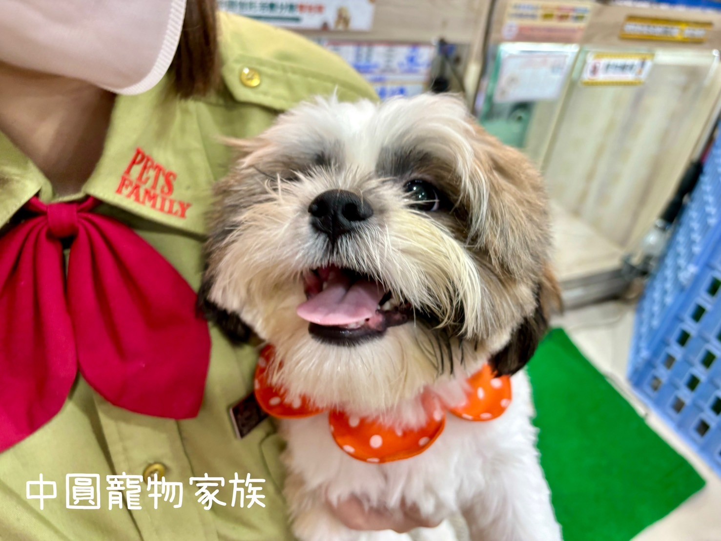 中圓寵物家族／雙色西施犬