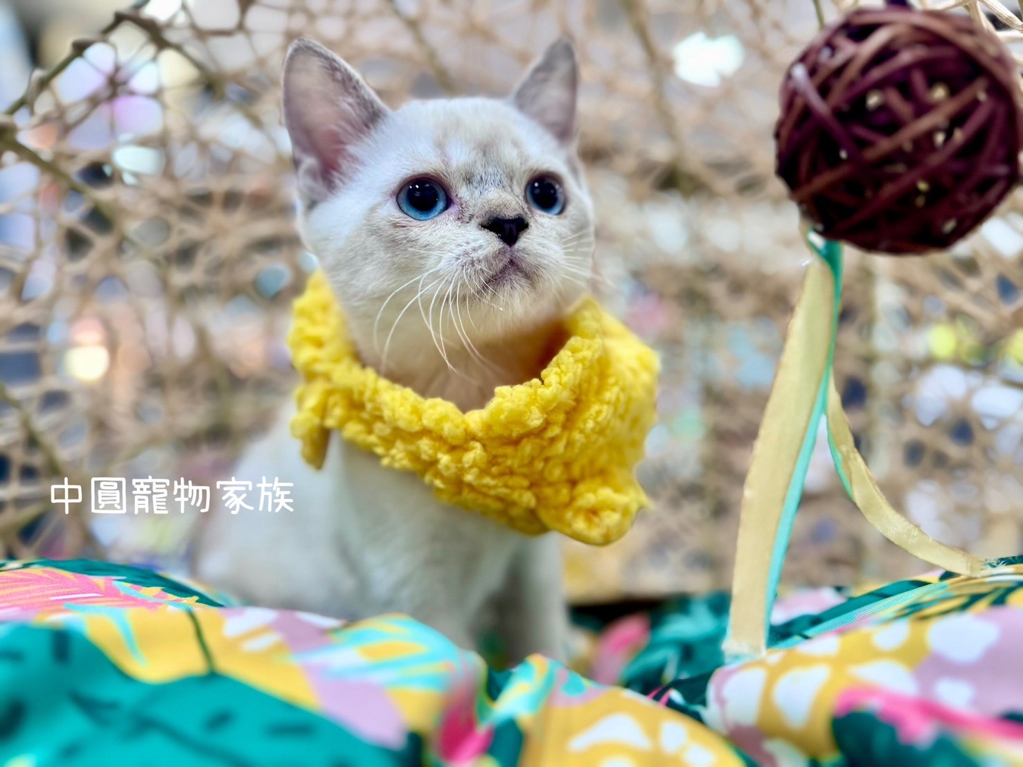 中圓寵物家族／金點色英國短毛貓