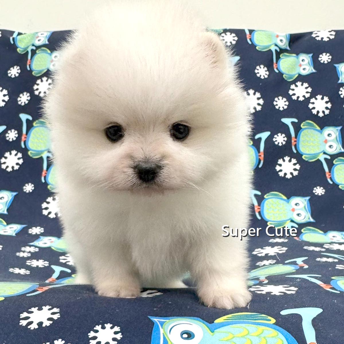 超可愛名犬社／博美犬