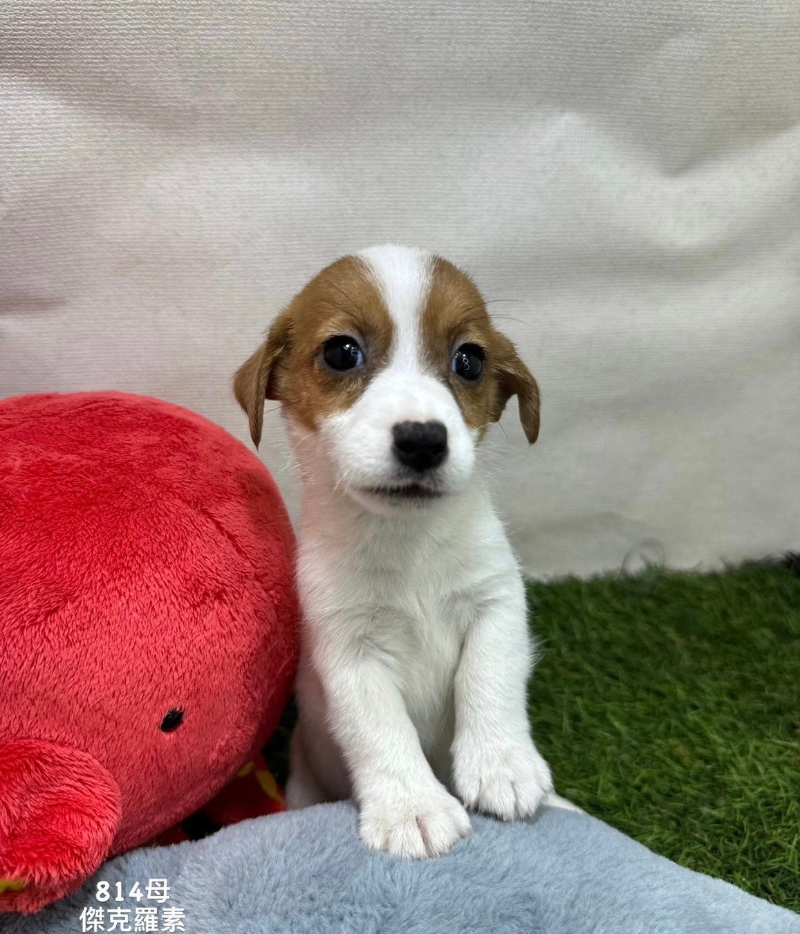 中圓寵物家族／傑克羅素