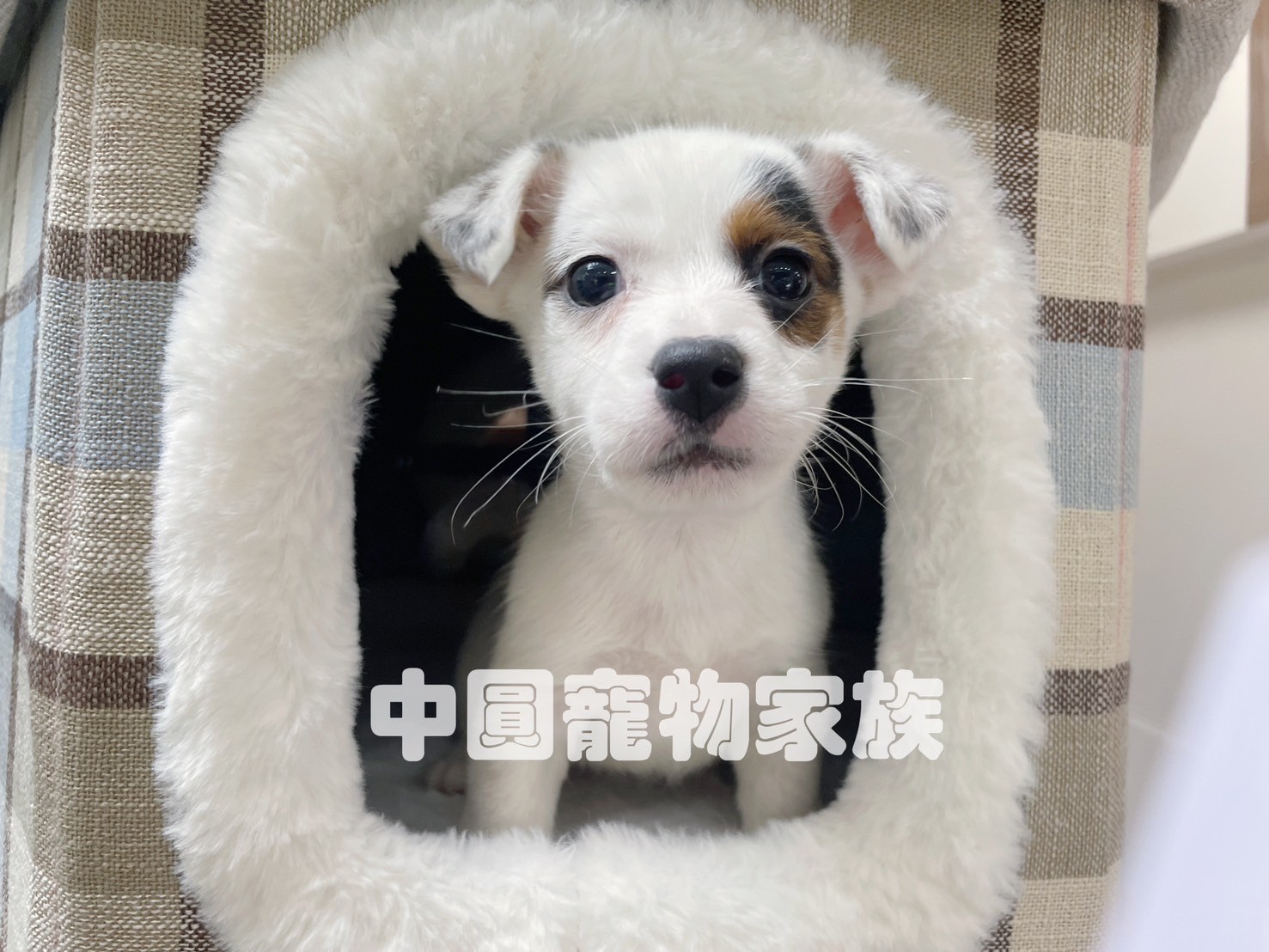 中圓寵物家族／三色傑克羅素梗