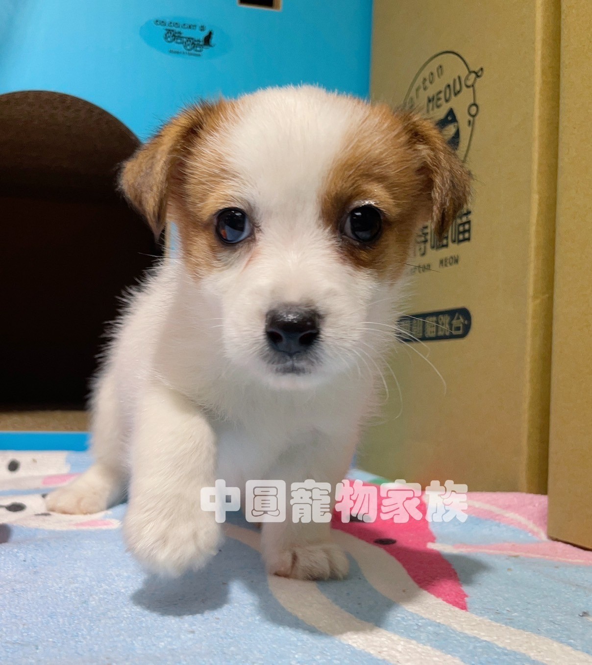 中圓寵物家族／雙色傑克羅素