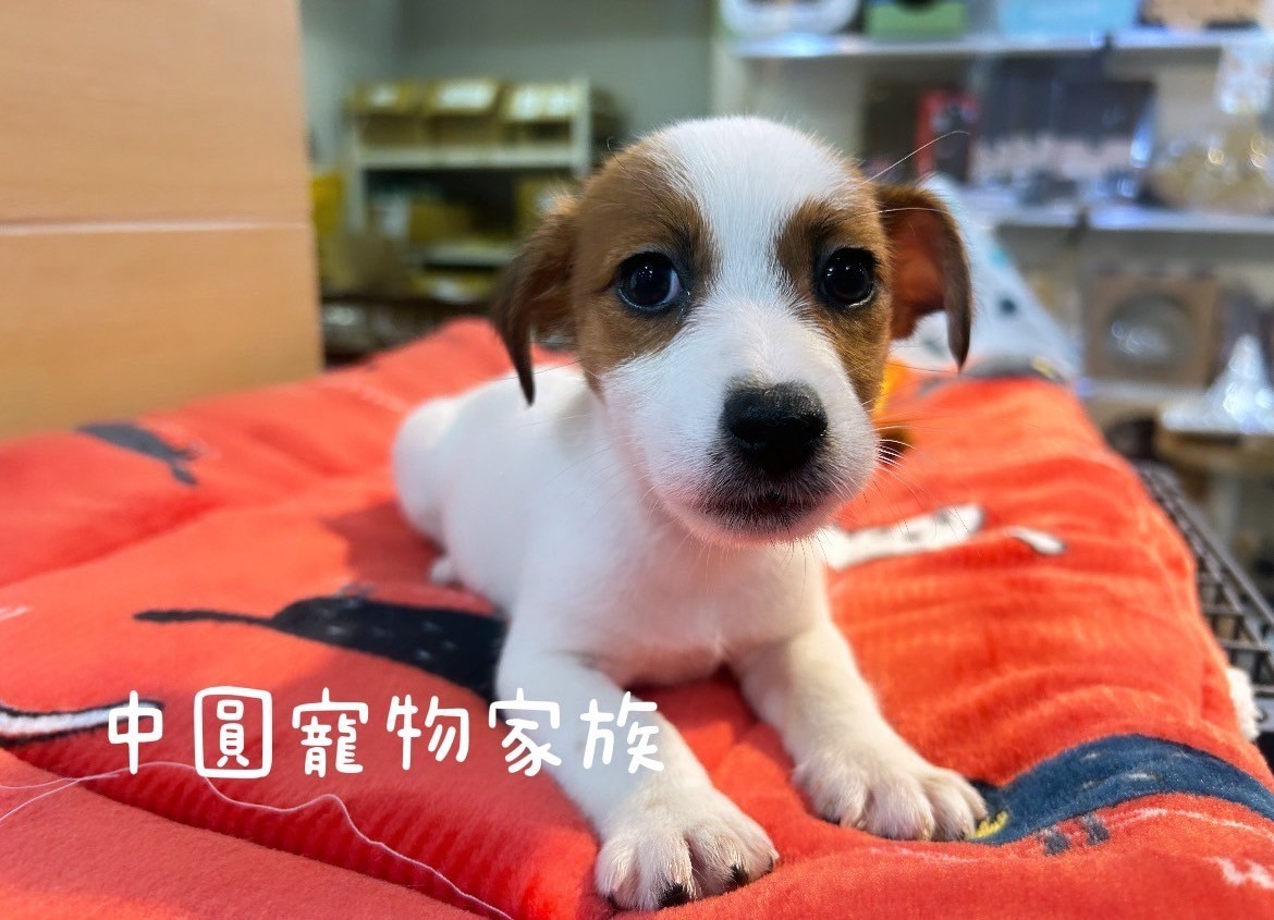 中圓寵物家族／黃白傑克羅素梗