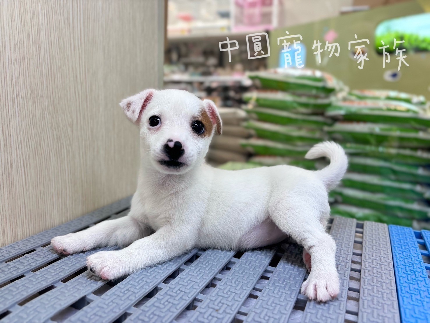 中圓寵物家族／黃白傑克羅素梗