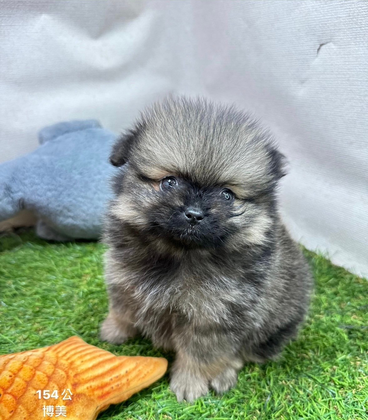 中圓寵物家族／博美犬