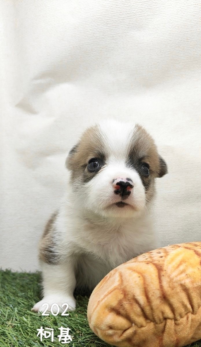 中圓寵物家族／柯基