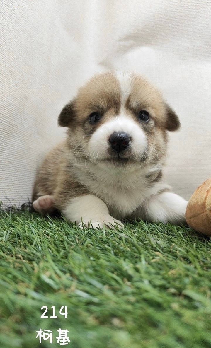 中圓寵物家族／柯基