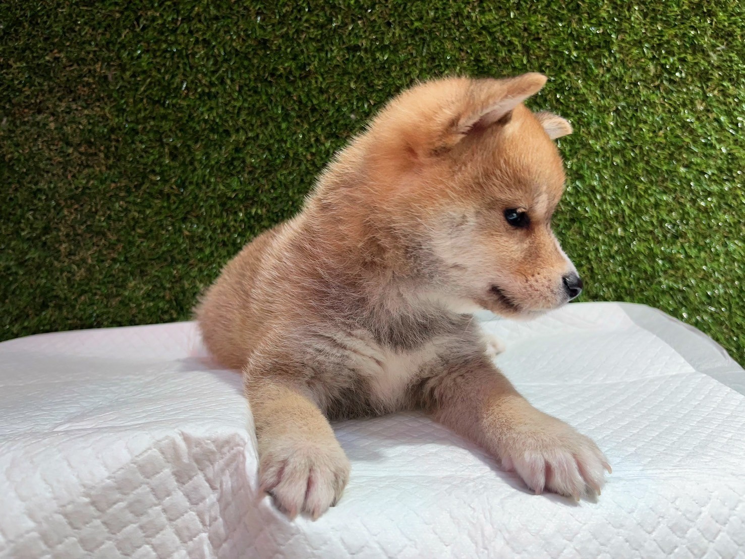 中圓寵物家族／赤色柴犬