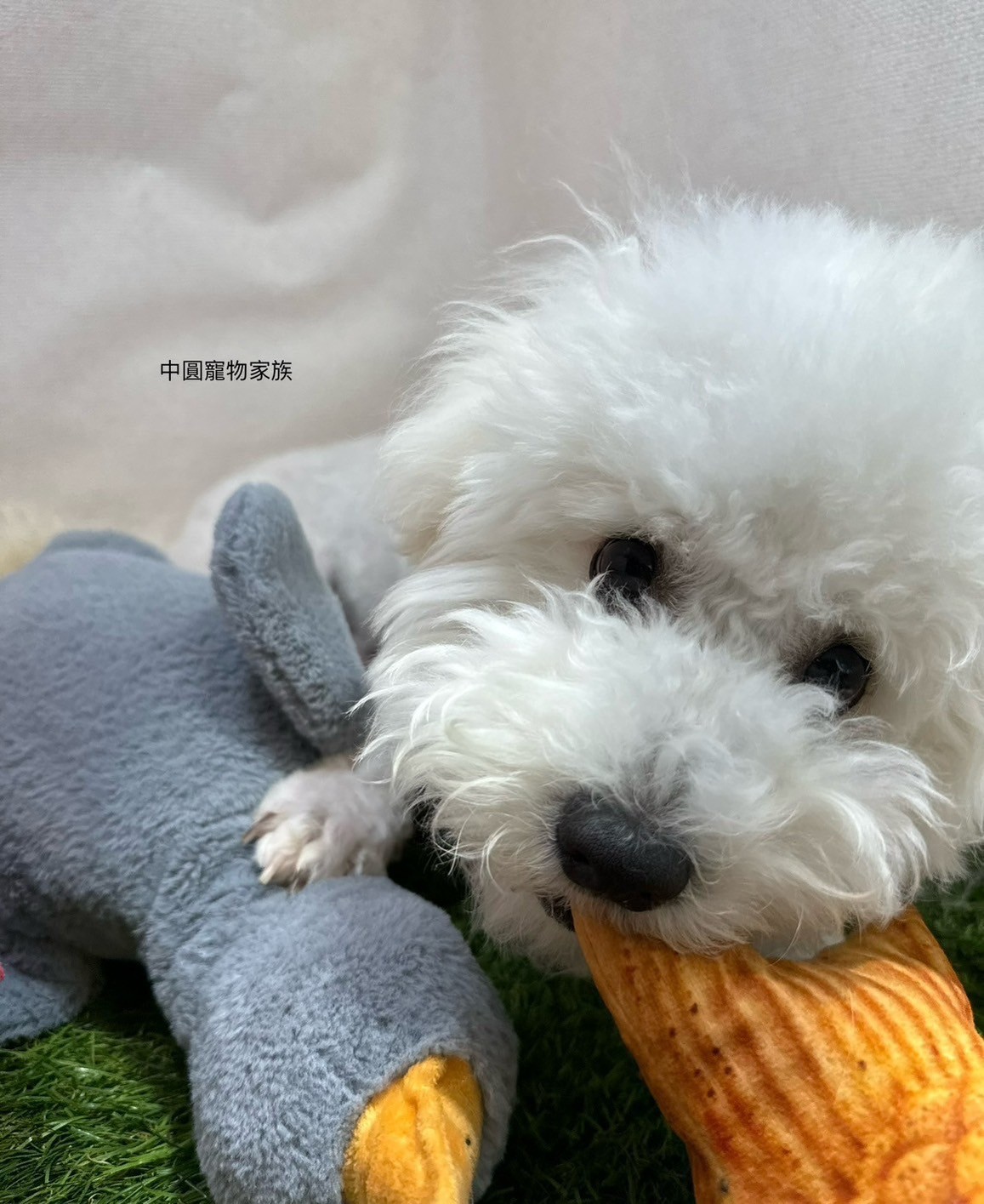 中圓寵物家族／白色比熊犬