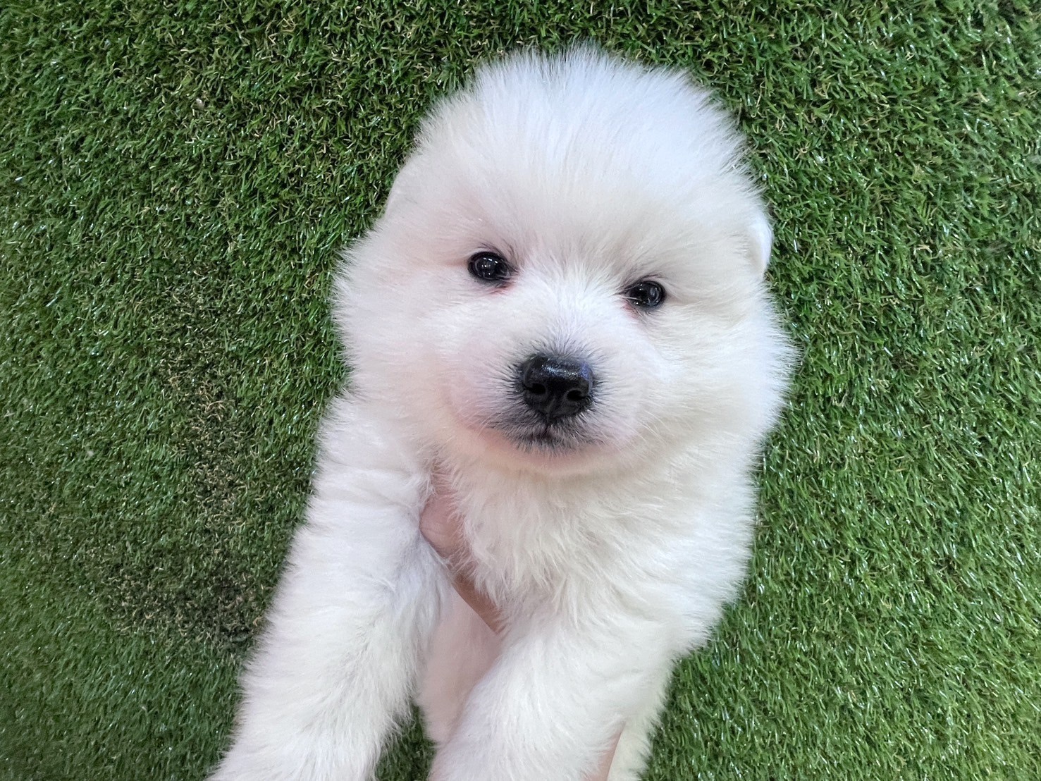 中圓寵物家族／狐狸犬