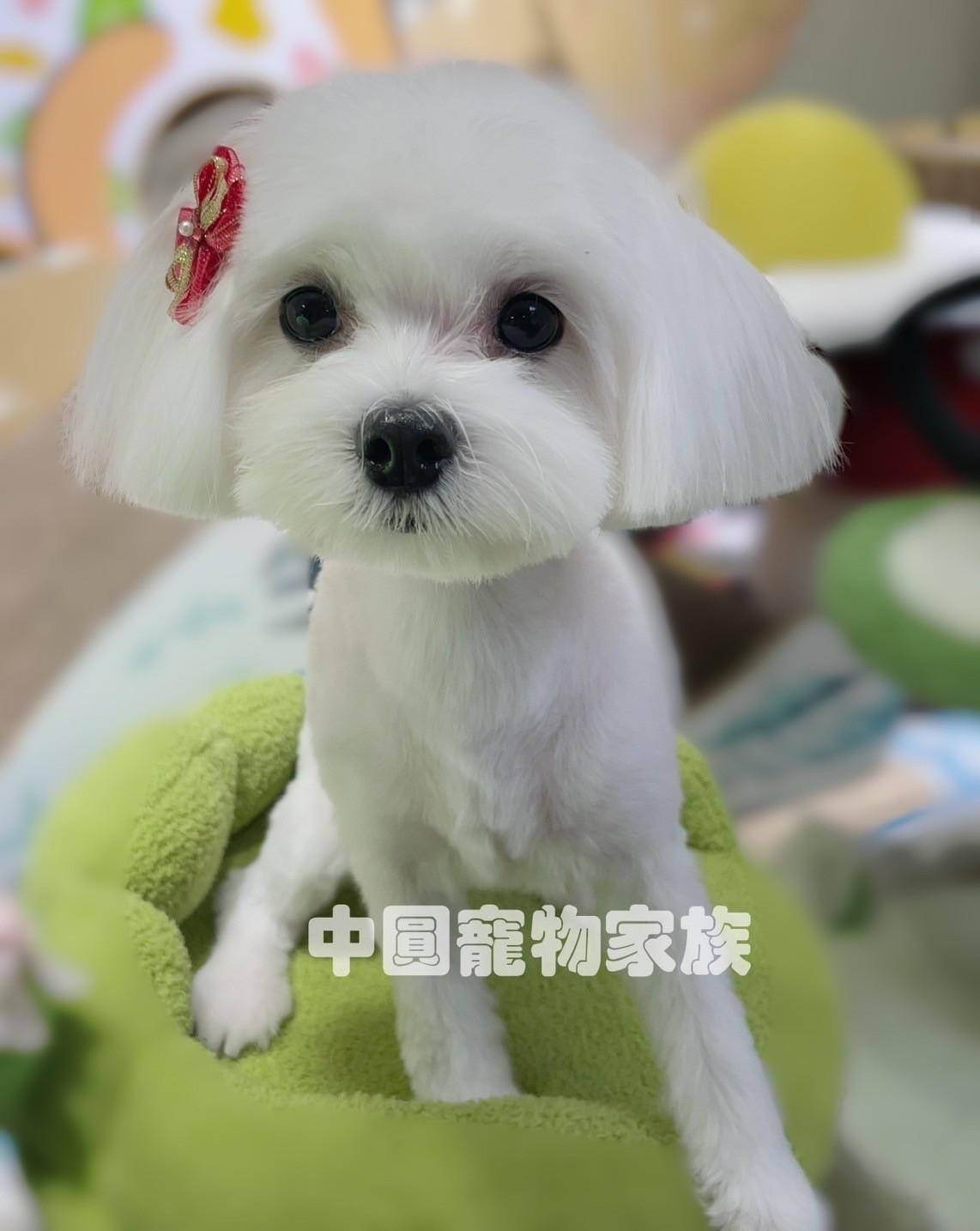 中圓寵物家族／瑪爾濟斯