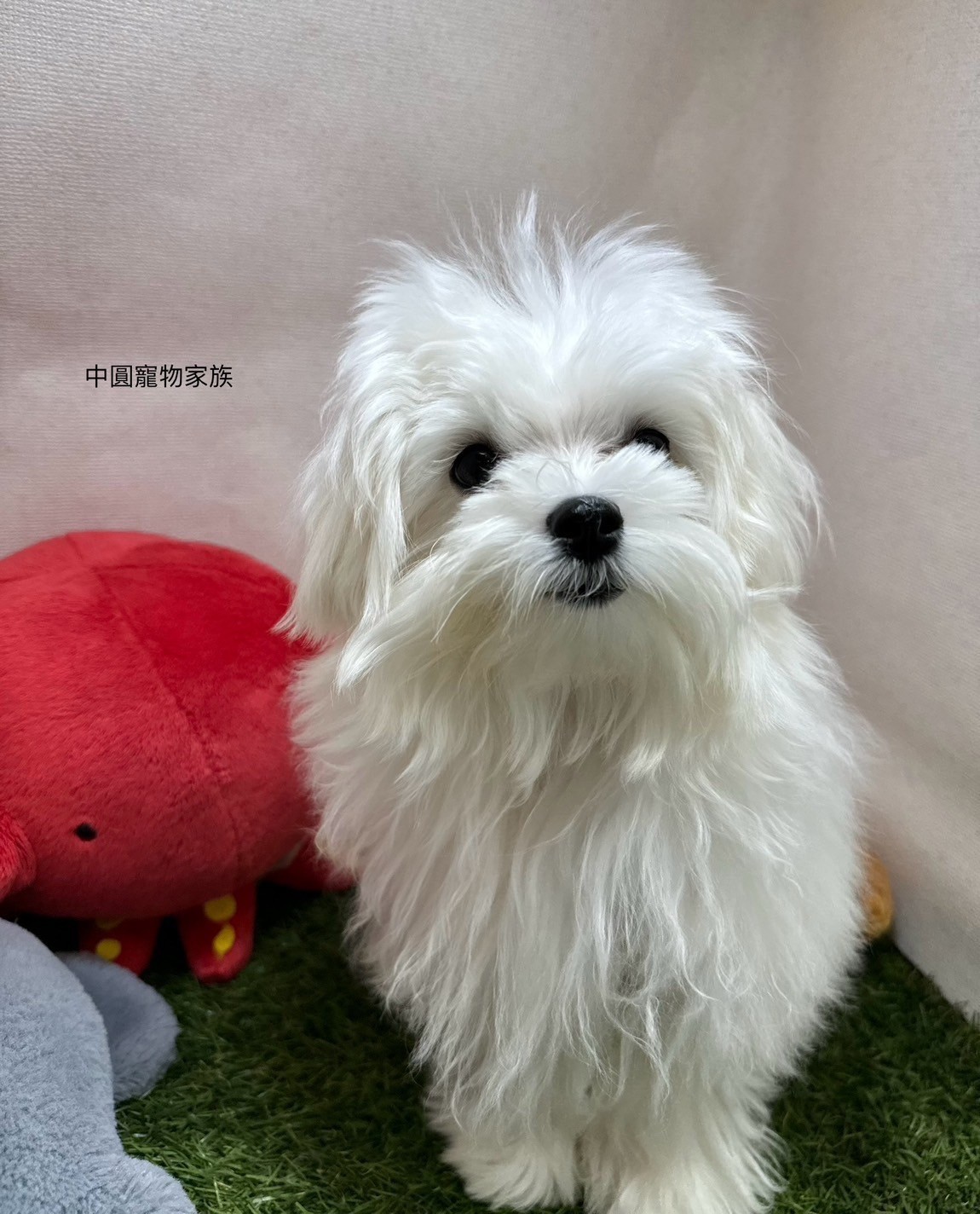 中圓寵物家族／瑪爾濟斯