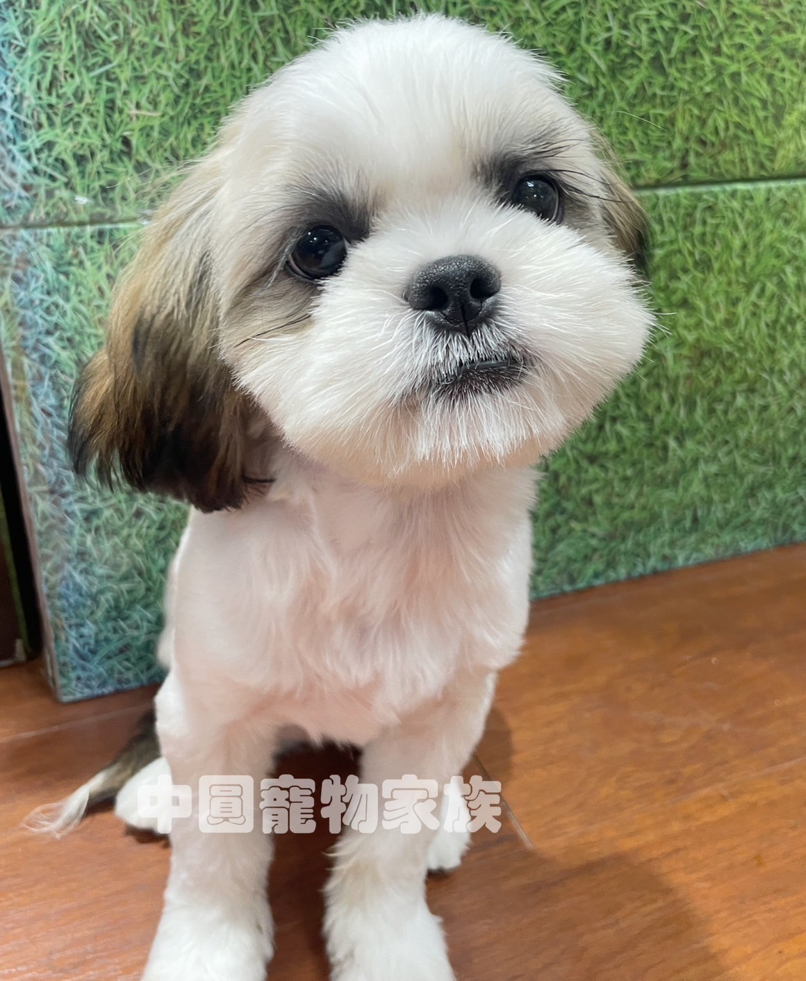 中圓寵物家族／雙色西施犬