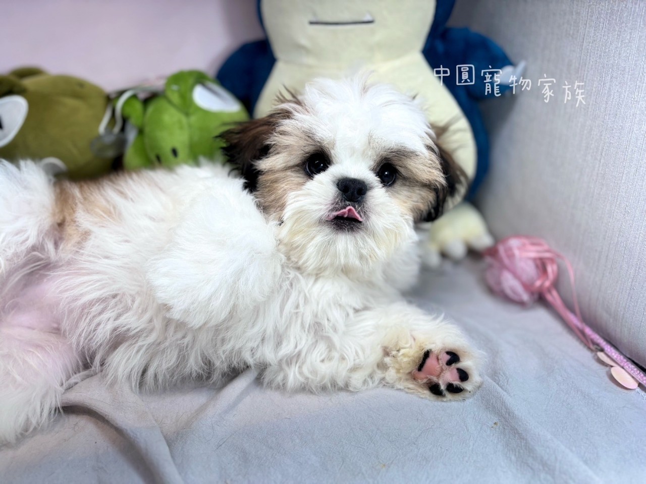 中圓寵物家族／雙色西施犬