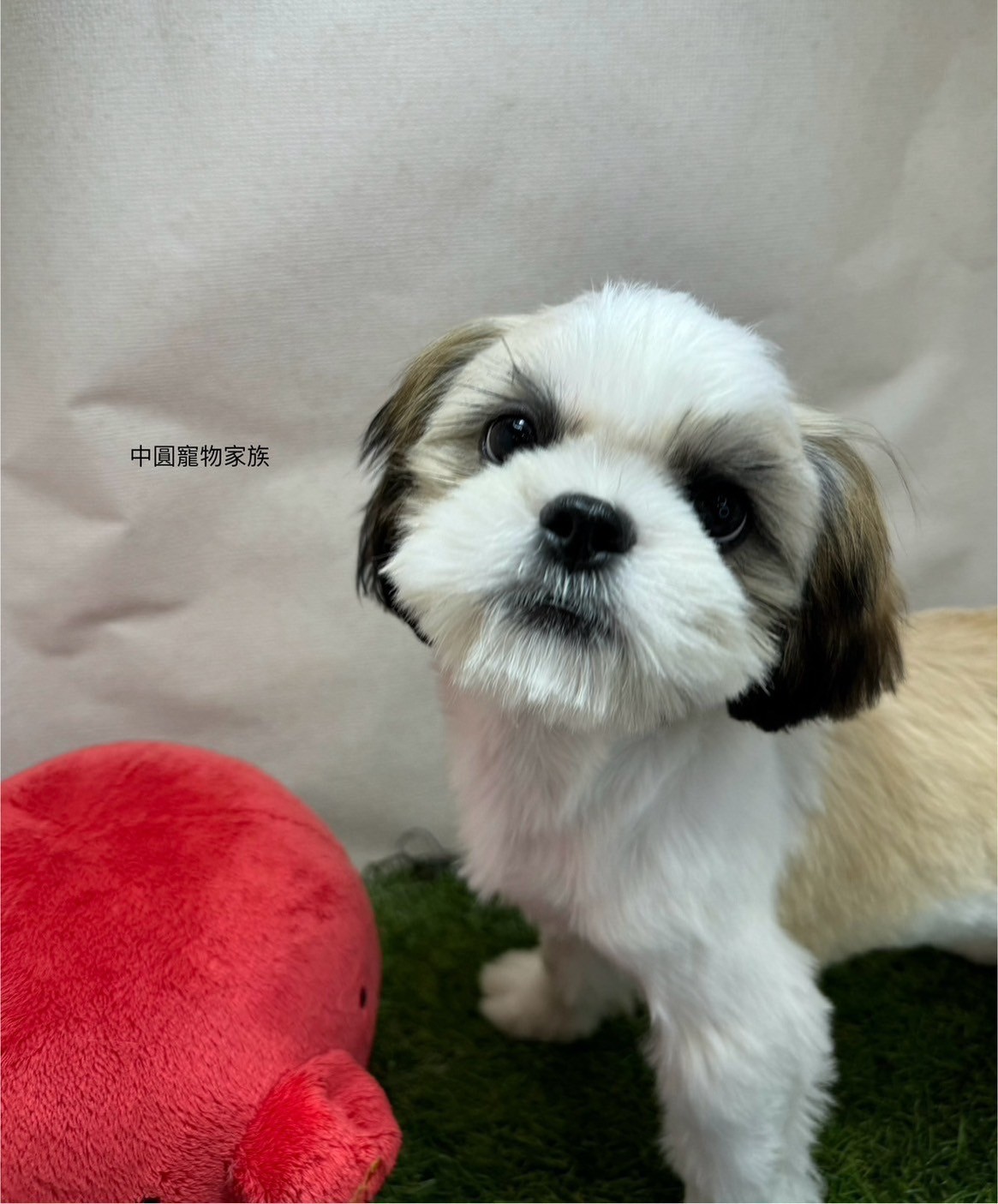 中圓寵物家族／雙色西施犬