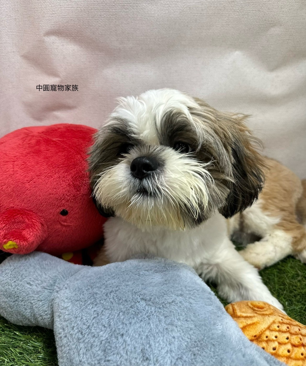 中圓寵物家族／雙色西施犬