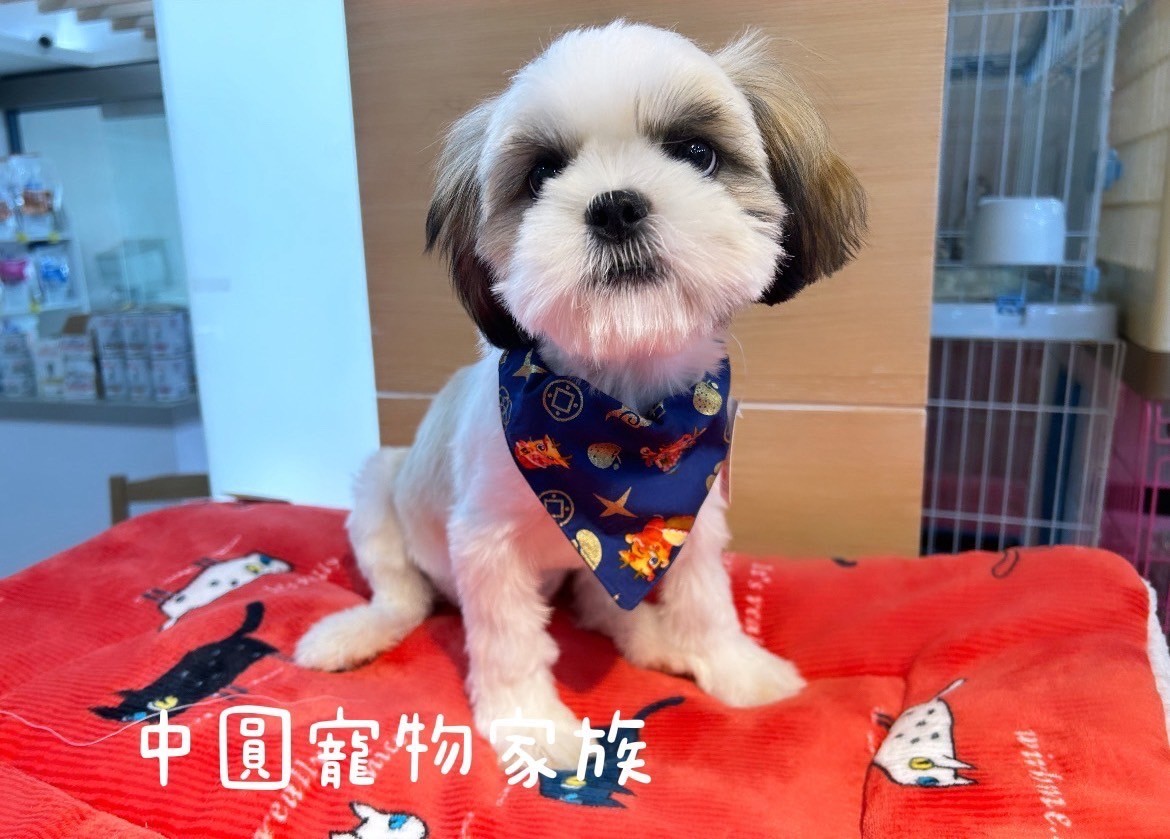 中圓寵物家族／雙色西施犬
