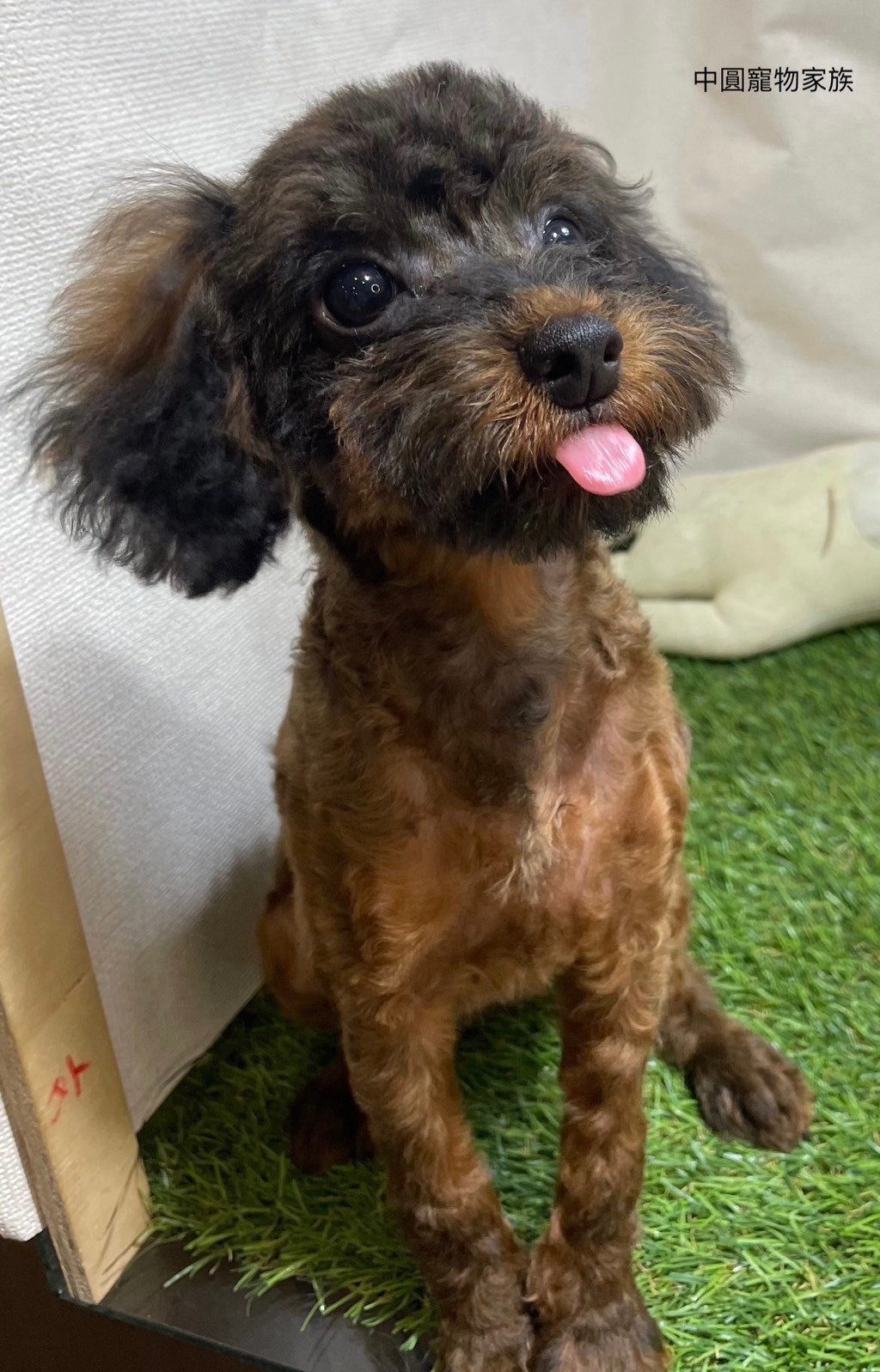 中圓寵物家族／迷你貴賓