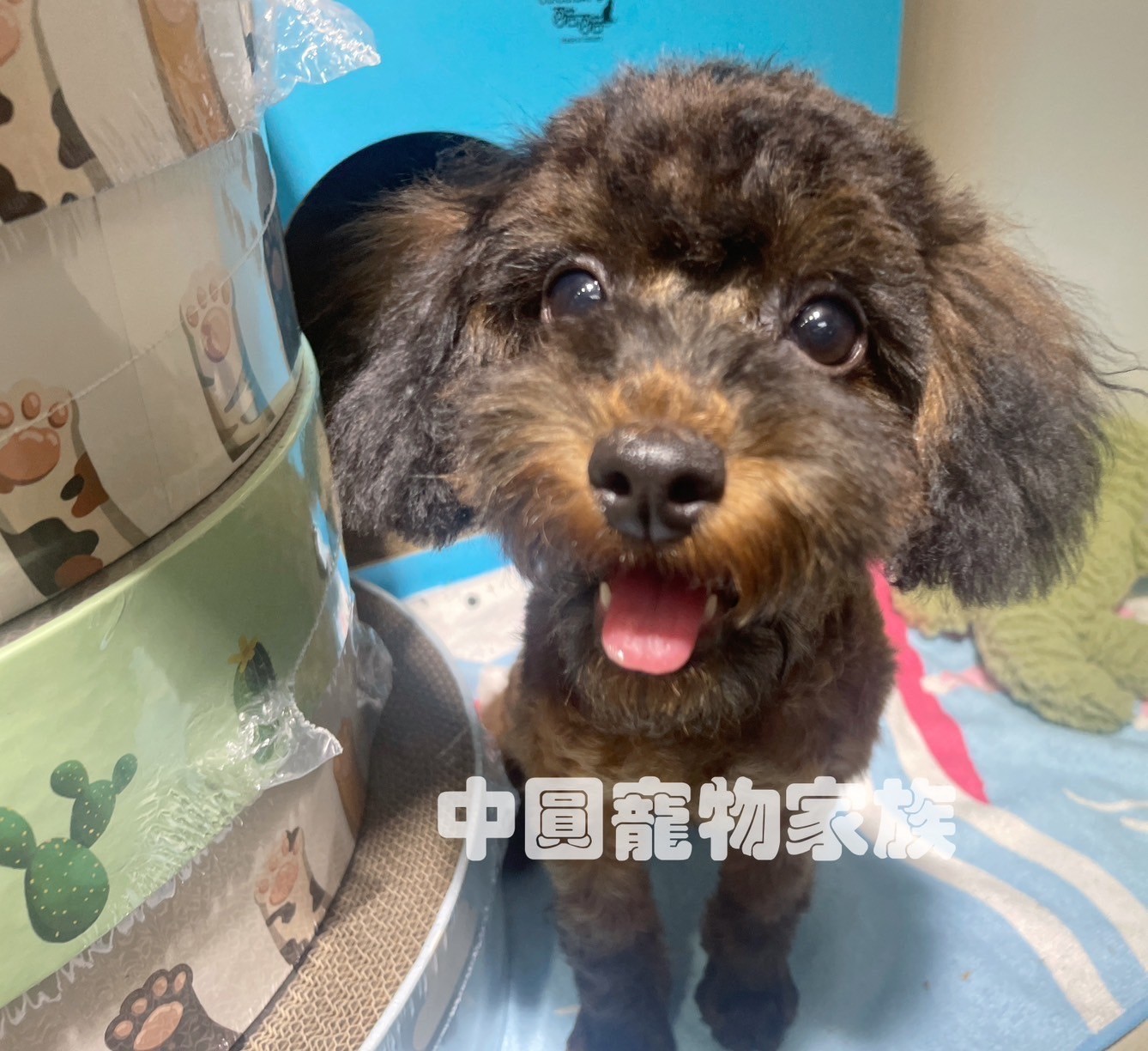 中圓寵物家族／貂四目迷你貴賓