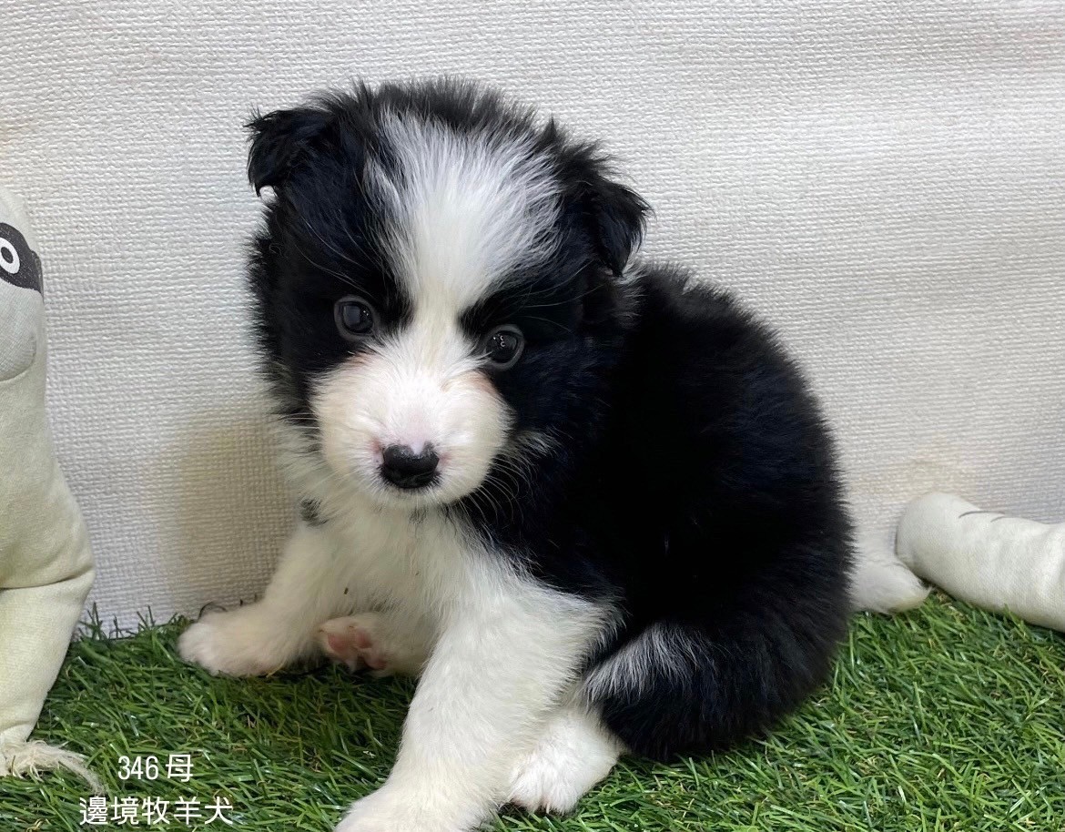 中圓寵物家族／邊境牧羊犬