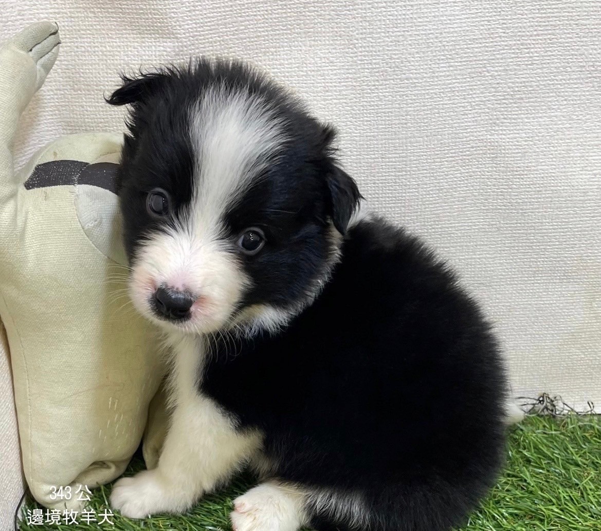 中圓寵物家族／邊境牧羊犬