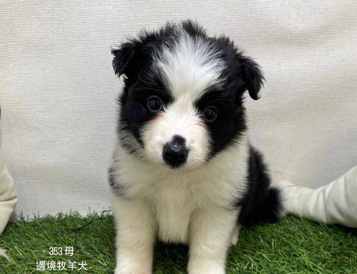 中圓寵物家族／邊境牧羊犬