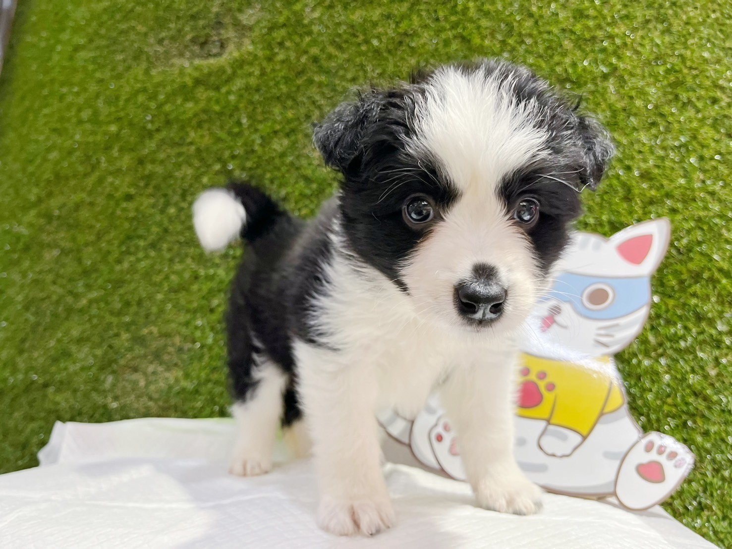 中圓寵物家族／邊境牧羊犬