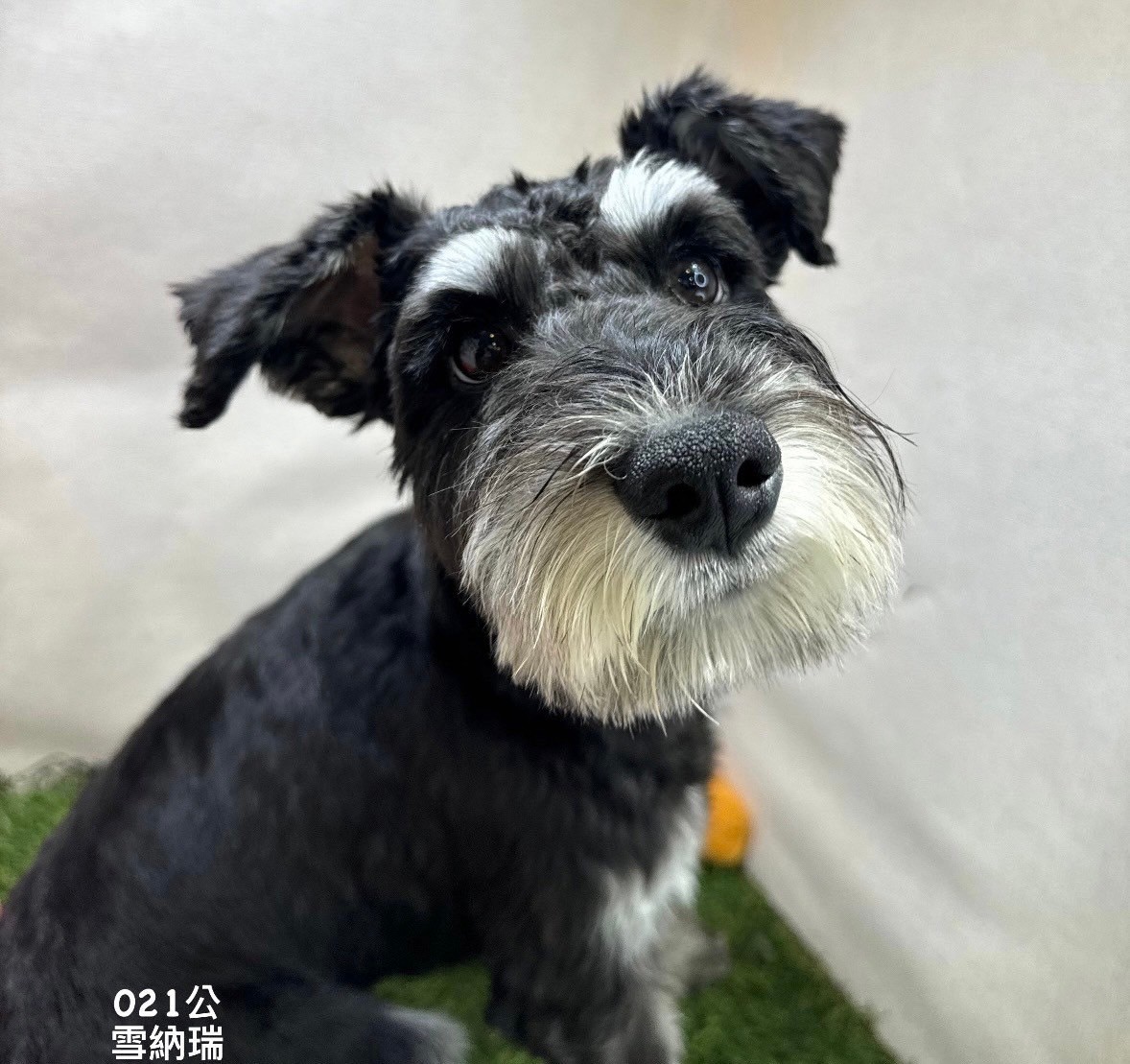 中圓寵物家族／雪納瑞