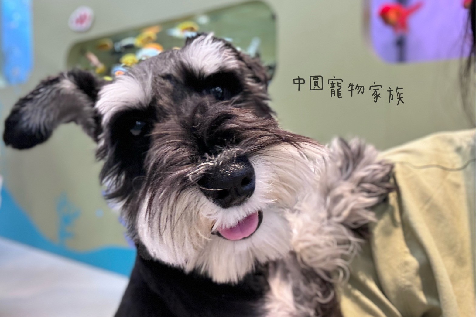 中圓寵物家族／黑銀色雪納瑞